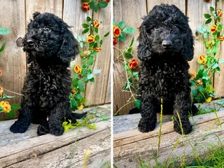 Cockapoo dogs 🐾Quality Cockapoo Boys Ready Now - Advert 2