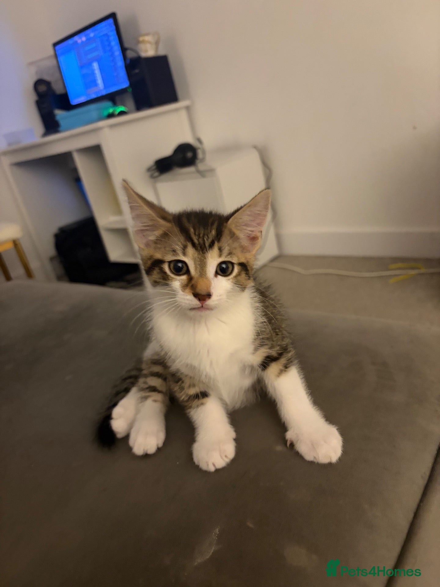 Domestic Shorthair cats Boy kitten  - Advert 6