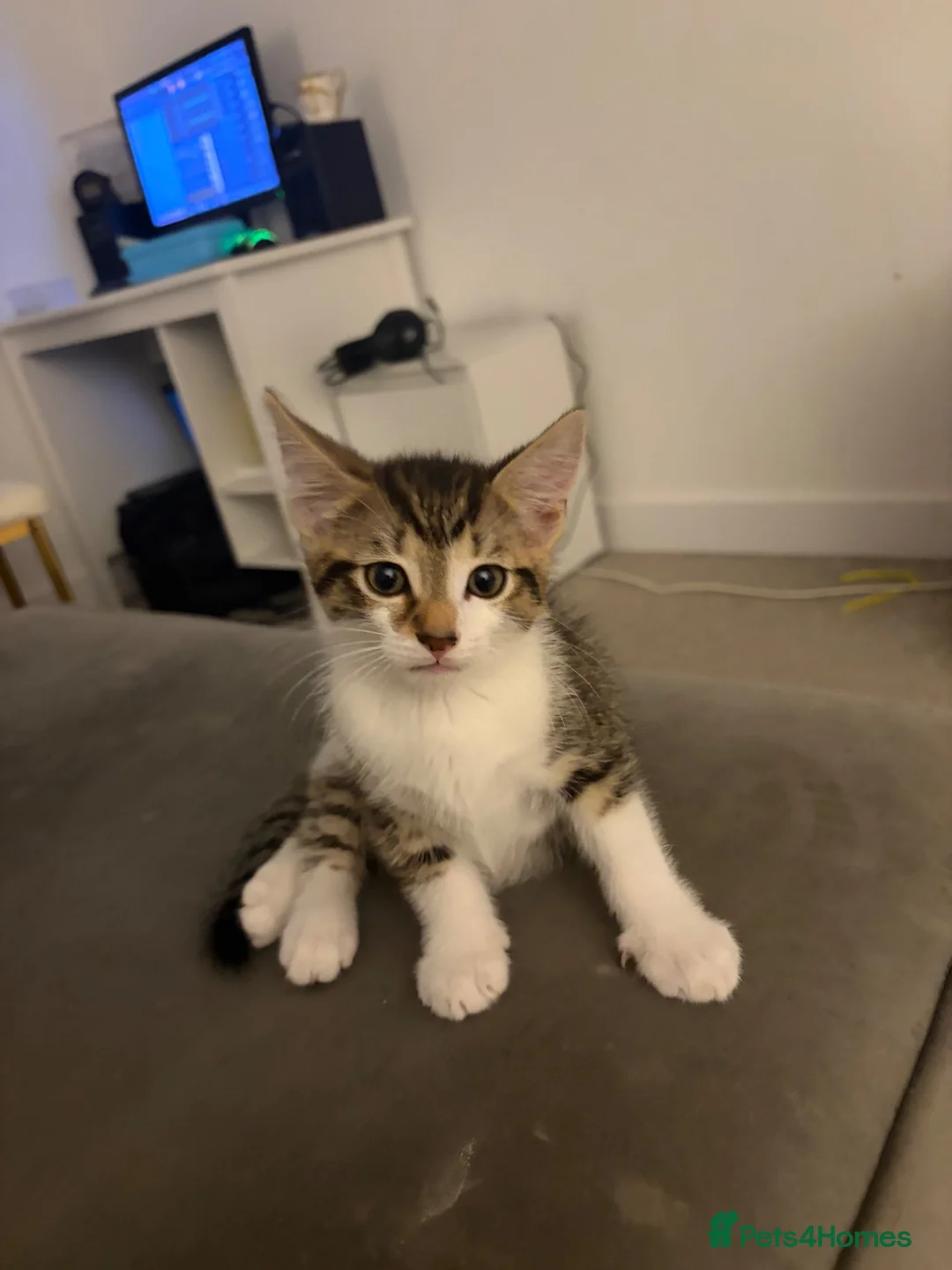 Domestic Shorthair cats for sale: Boy kitten  - Advert 1