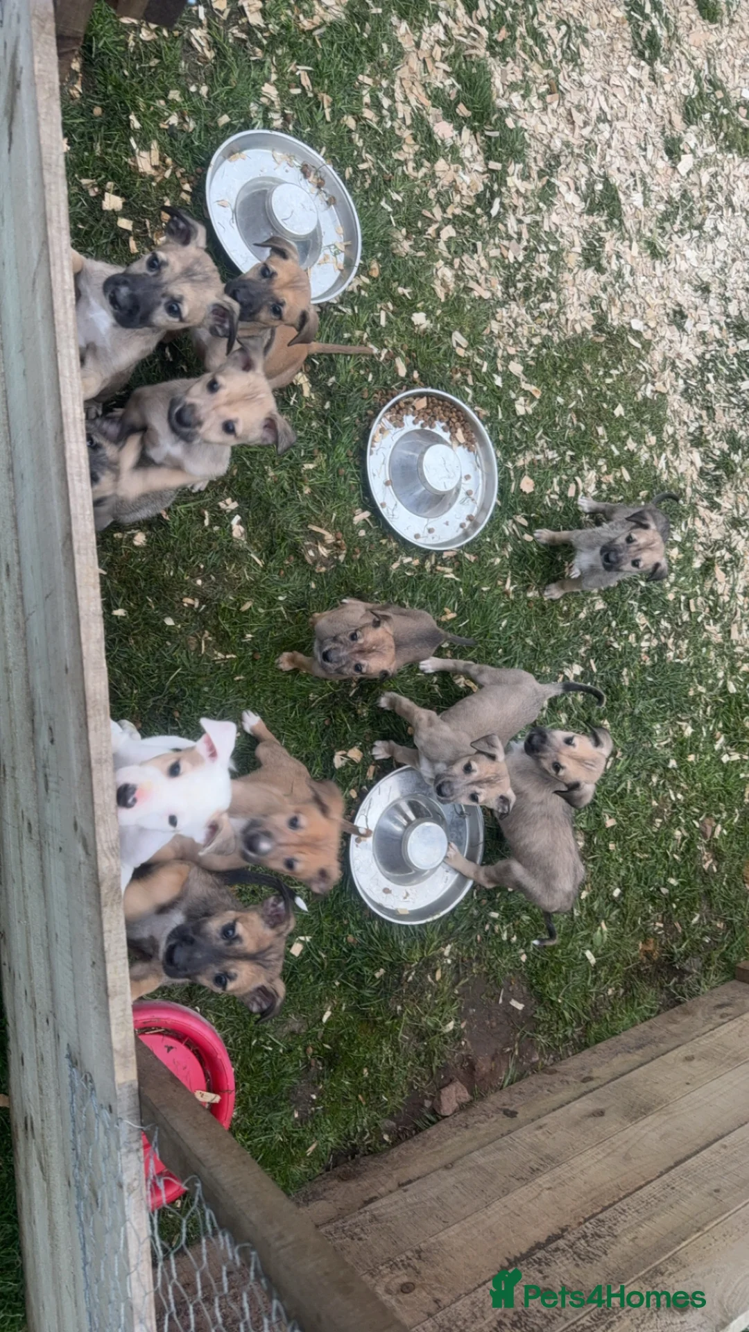 Lurcher dogs for sale: Lurcher pups - Advert 1