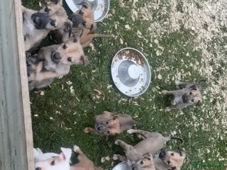 Lurcher dogs Lurcher pups - Advert 15