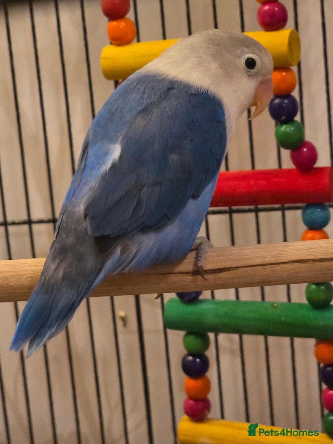 Lovebirds birds for sale: Fischer Love bird to sell  - Advert 1