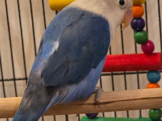 Lovebirds birds Fischer Love bird to sell - Advert 3