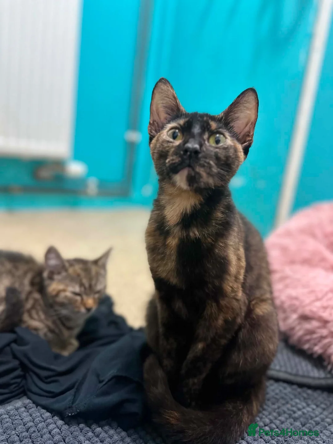 Mixed Breed cats for sale: 'Two beautiful girls looking for loving homes - Advert 1