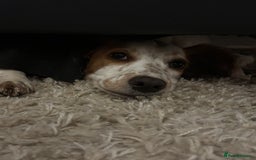 Cocker Spaniel dogs for sale: Very sad rehoming of our spaniel puppy - Image 2