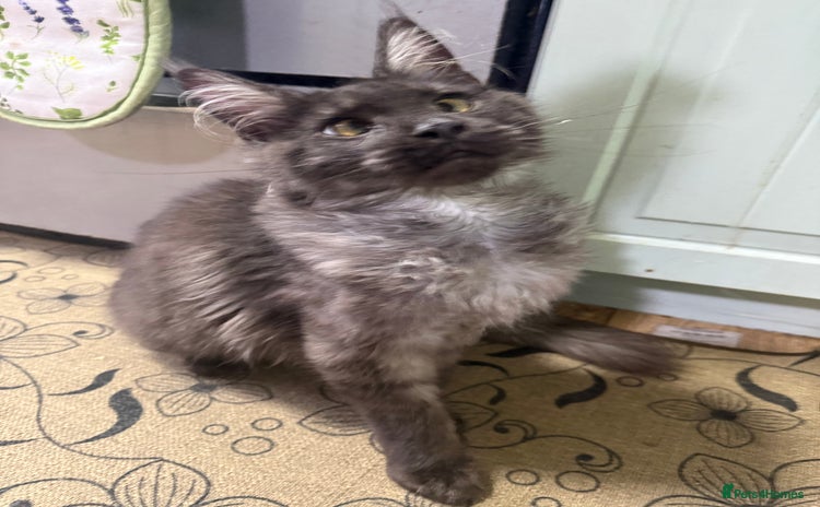 Maine Coon cats Beautiful tica Registered Maine Coon Male stunning - Advert 1