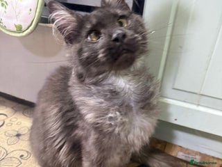 Maine Coon cats Beautiful tica Registered Maine Coon Male stunning - Advert 4