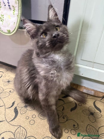 Maine Coon cats Beautiful tica Registered Maine Coon Male stunning - Advert 1