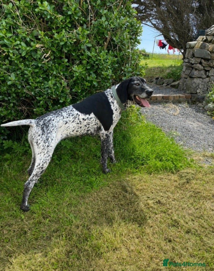 German Shorthaired Pointer dogs For Rehoming to an Active Family  - Advert 3