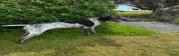 German Shorthaired Pointer dogs for sale: For Rehoming to an Active Family  in Isle of Islay - Advert 1