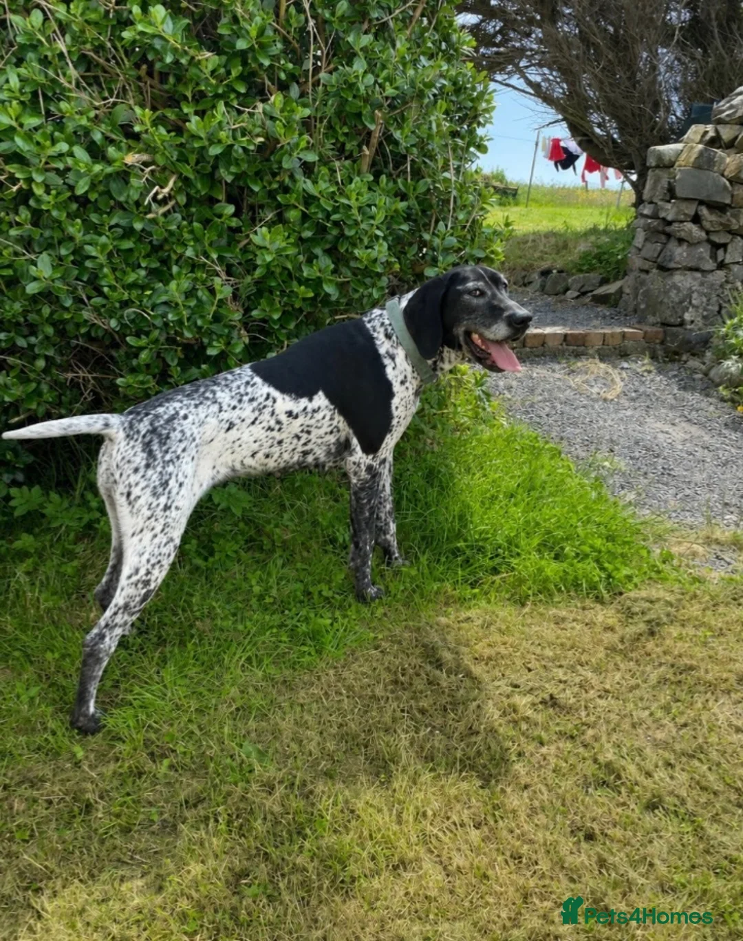 German Shorthaired Pointer dogs for sale: For Rehoming to an Active Family  in Isle of Islay - Advert 1