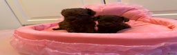 Toy Poodle dogs for stud: Stunning true to type Asian toy poodle in Lanark - Advert 9