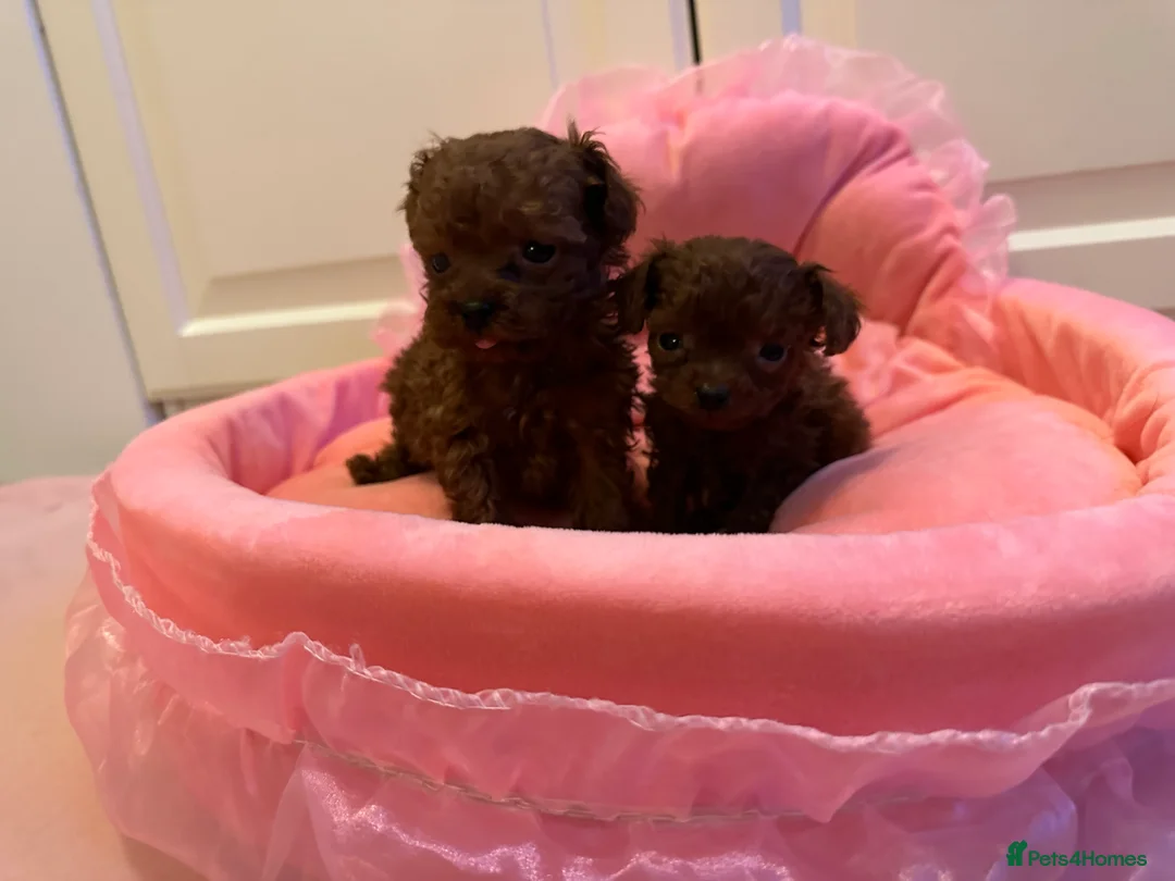 Toy Poodle dogs for stud: Stunning true to type Asian toy poodle in Lanark - Advert 9