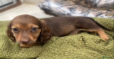 Dachshund dogs - Advert 7