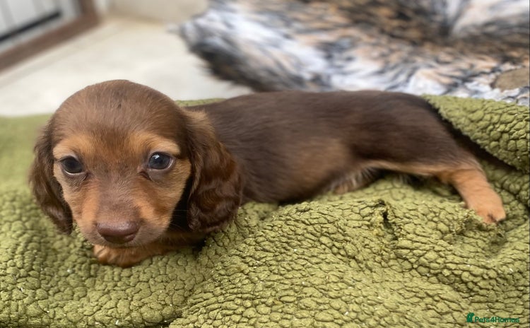 Dachshund dogs - Advert 4