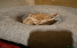 Mixed Breed cats for sale: Kittens for sale  - Image 7