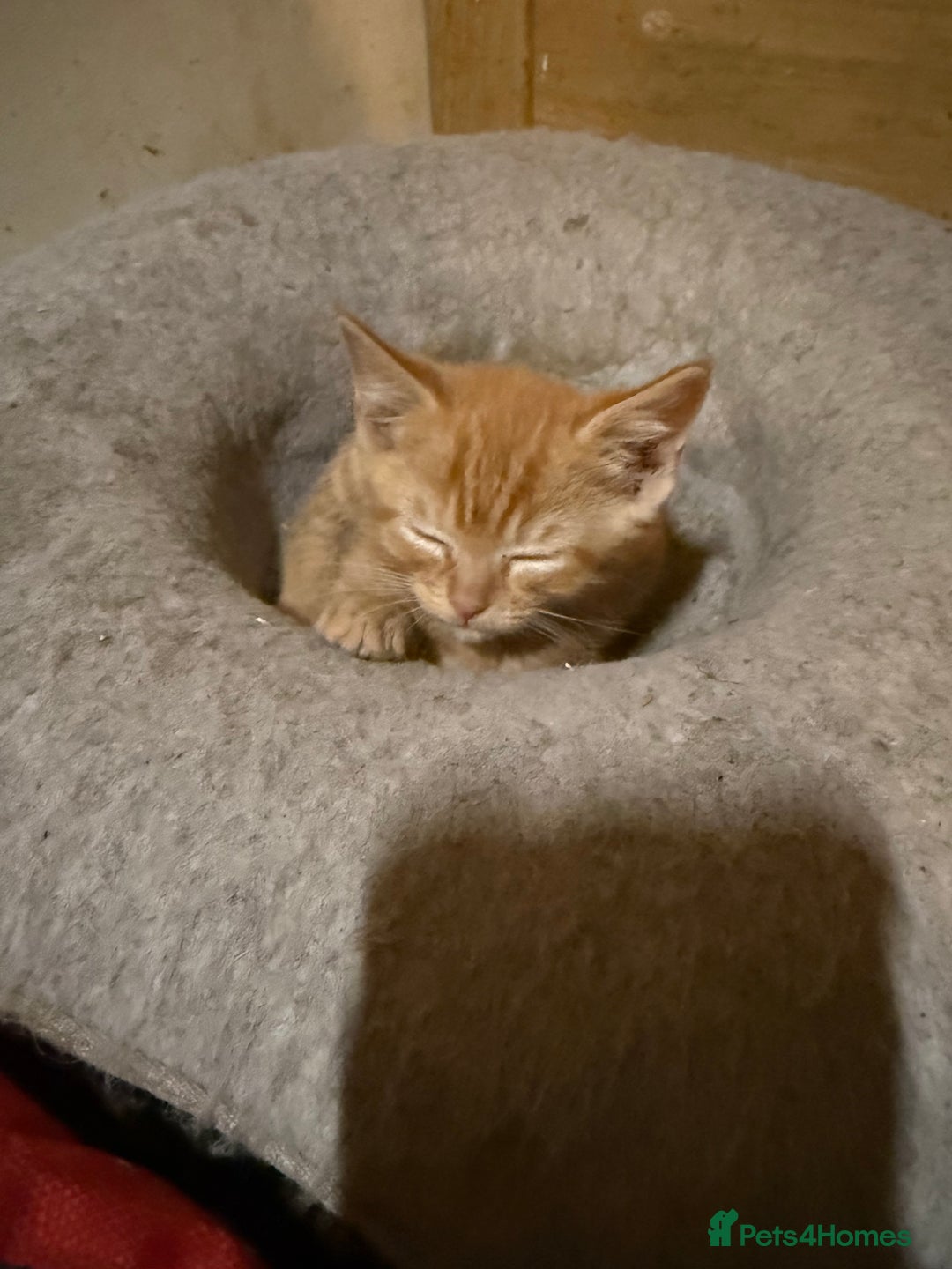 Mixed Breed cats for sale: Kittens for sale  - Image 7