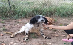 English Setter dogs for adoption: Tae   - Image 9