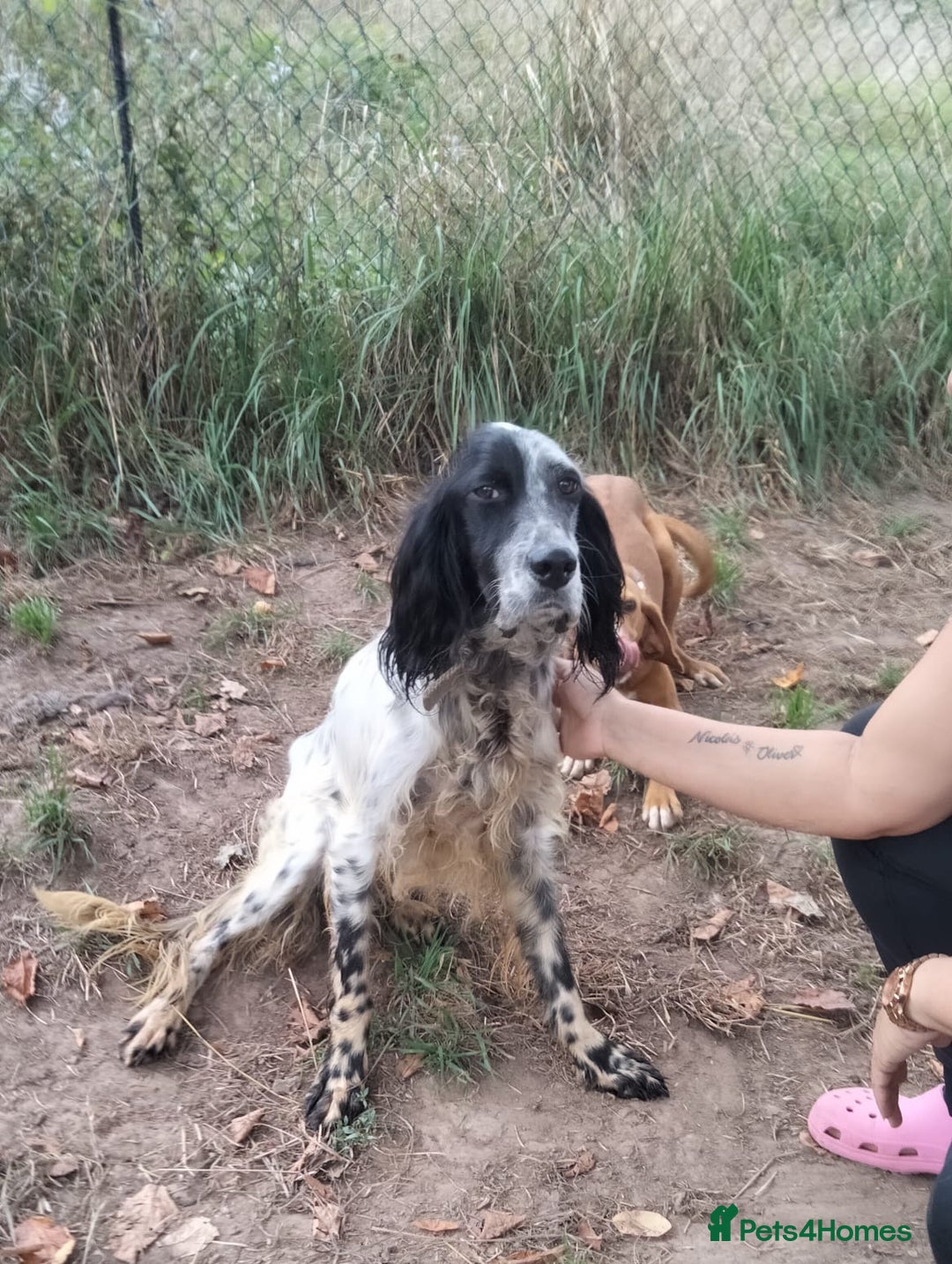 English Setter dogs for adoption: Tae   - Image 9