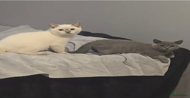 British Shorthair cats - Advert 2