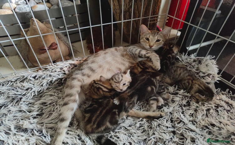 Savannah cats - Advert 1