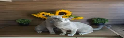 Russian Blue cats for sale: Young Russian Blues - Advert 6
