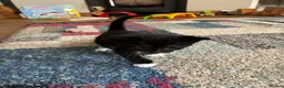 Mixed Breed cats for sale: Gorgeous Cuddley Kittens - Advert 21