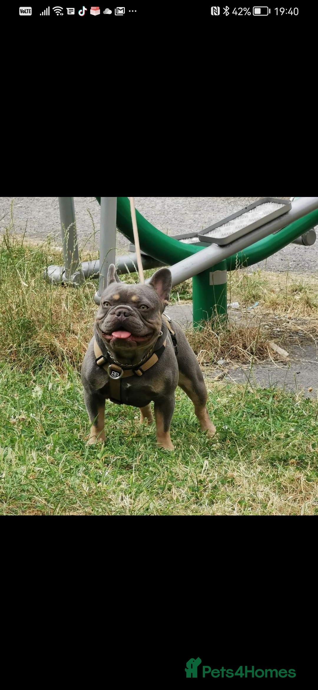 French Bulldog dogs for stud: Proven stud 🔥🔥 in Tipton - Advert 3