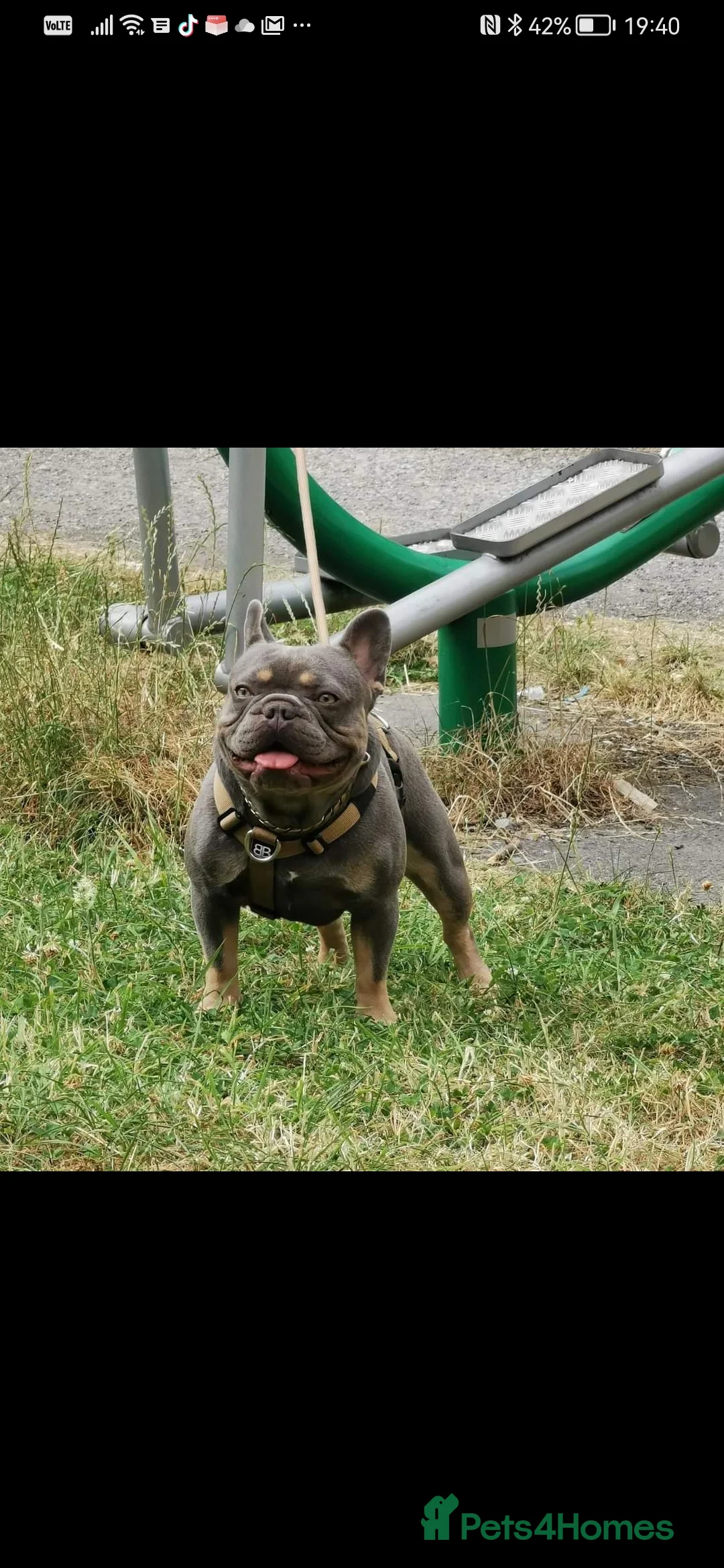 French Bulldog dogs for stud: Proven stud 🔥🔥 in Tipton - Advert 3