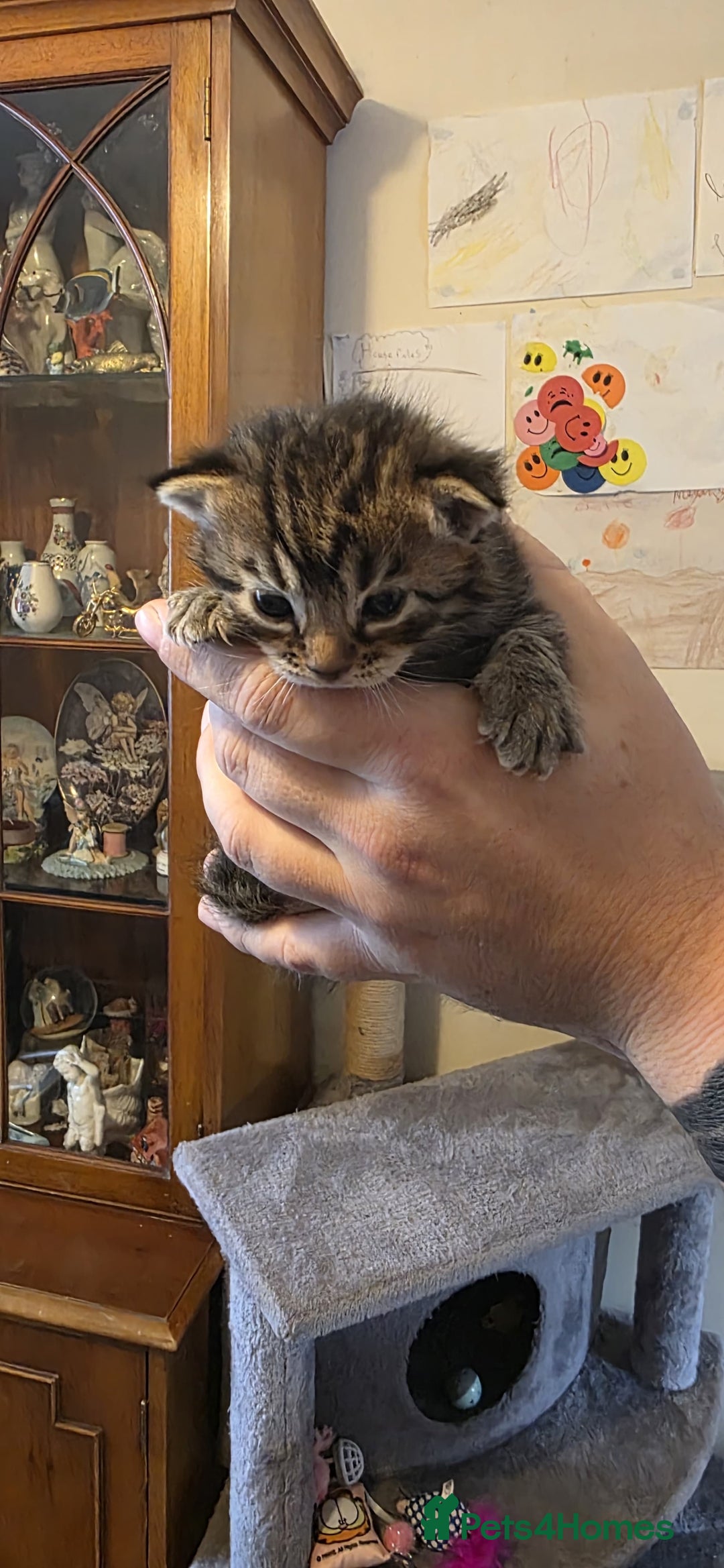 Bengal cats for sale: Kittens x bengal  - Advert 15