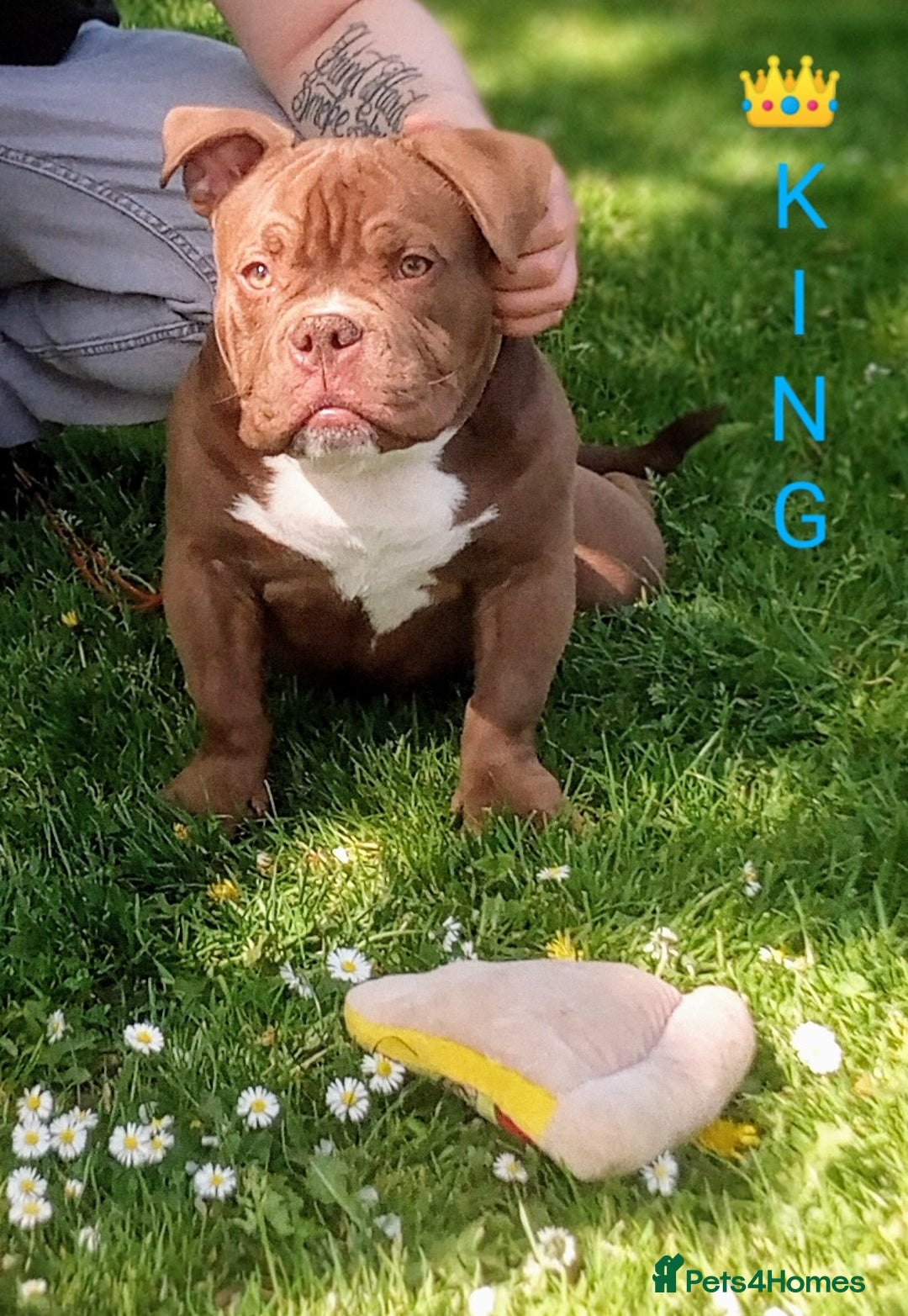 Mixed Breed dogs for sale: Year old micro exotic male - Advert 3