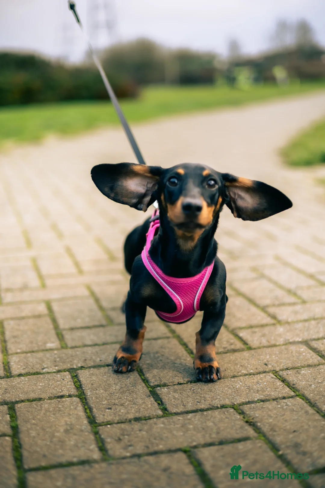 Miniature Dachshund dogs for sale: Olive - looking for a new loving home - Advert 2