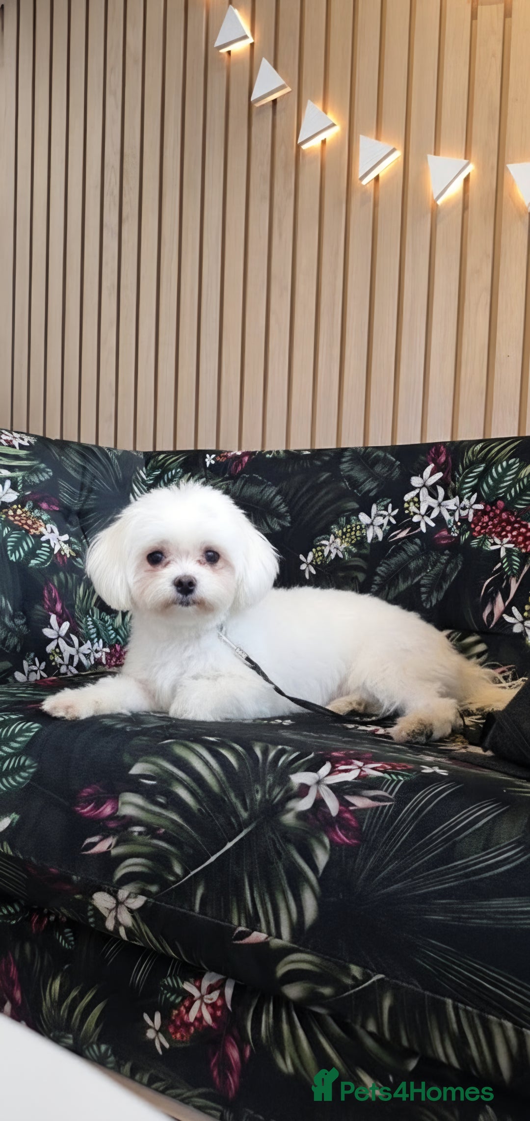 Maltese dogs for sale: Loving 8 month old puppy  - Image 6