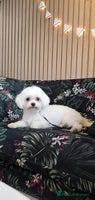 Maltese dogs Loving 8 month old puppy - Advert 2