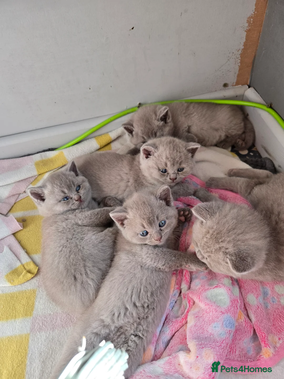 British Shorthair cats for sale: British short hair kittens  - Advert 4