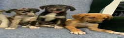 Mixed Breed dogs for sale: Blue Merle Border Collie x Lurcher Puppies  - Advert 11