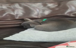 Mixed Breed dogs for sale: French Bulldog and Chihuahua Cross - Image 8