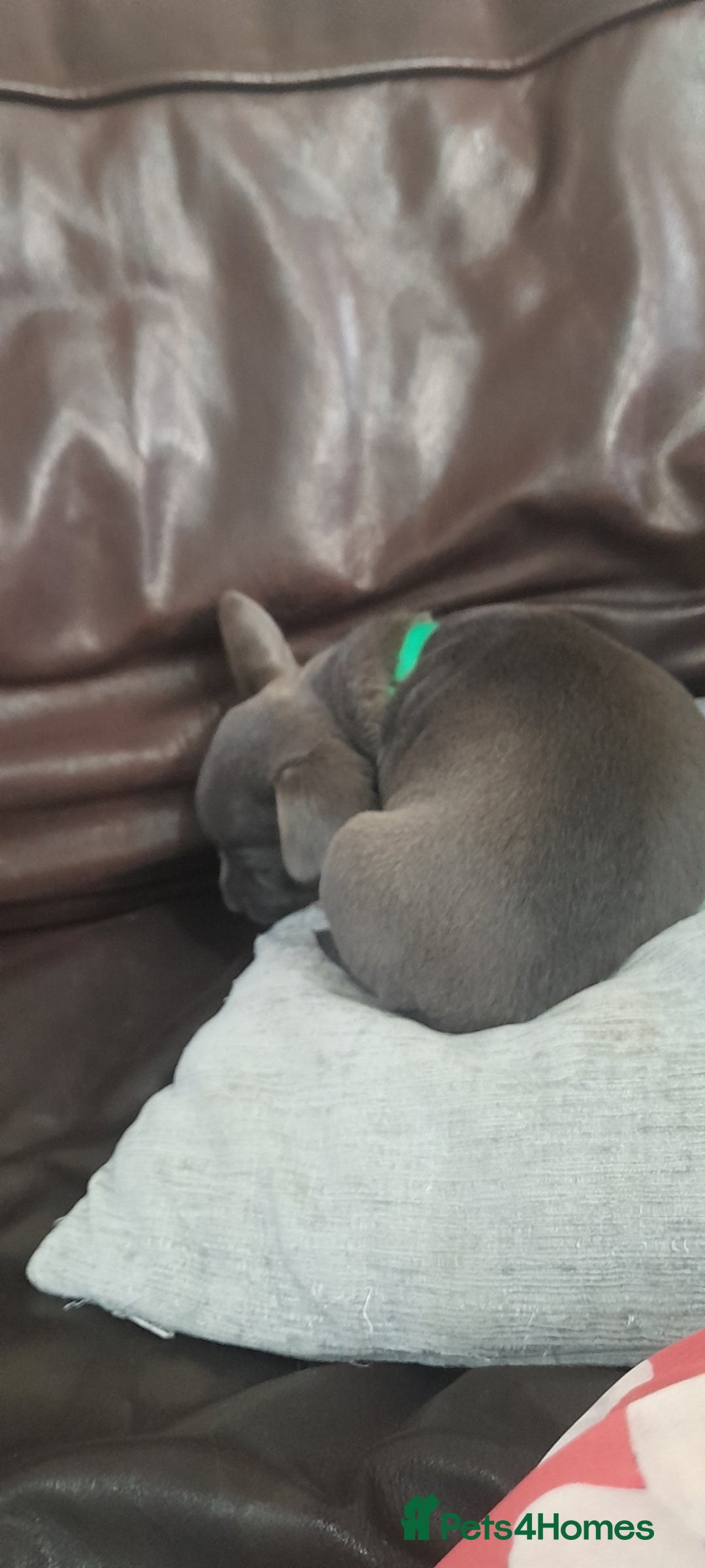 Mixed Breed dogs for sale: French Bulldog and Chihuahua Cross - Image 8