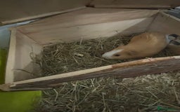 Guinea Pig rodents for sale: 2 male guinea pigs and indoor cage  - Image 2