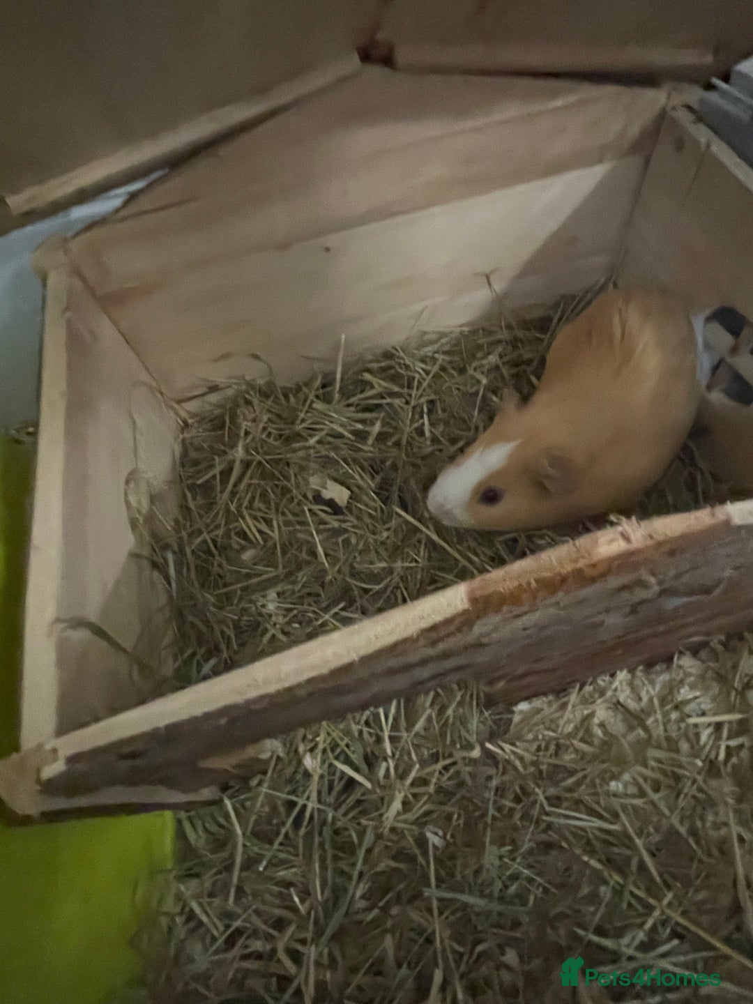 Guinea Pig rodents for sale: 2 male guinea pigs and indoor cage  - Image 2