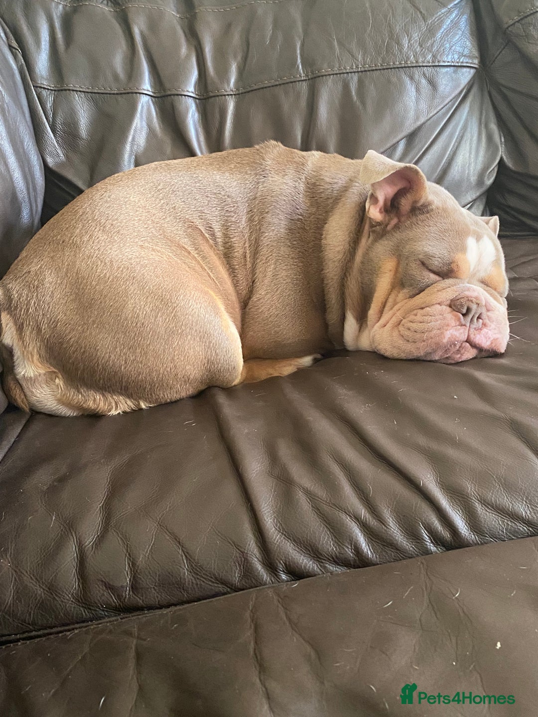 English Bulldog dogs for sale: Unreal English bull dogs  - Advert 7