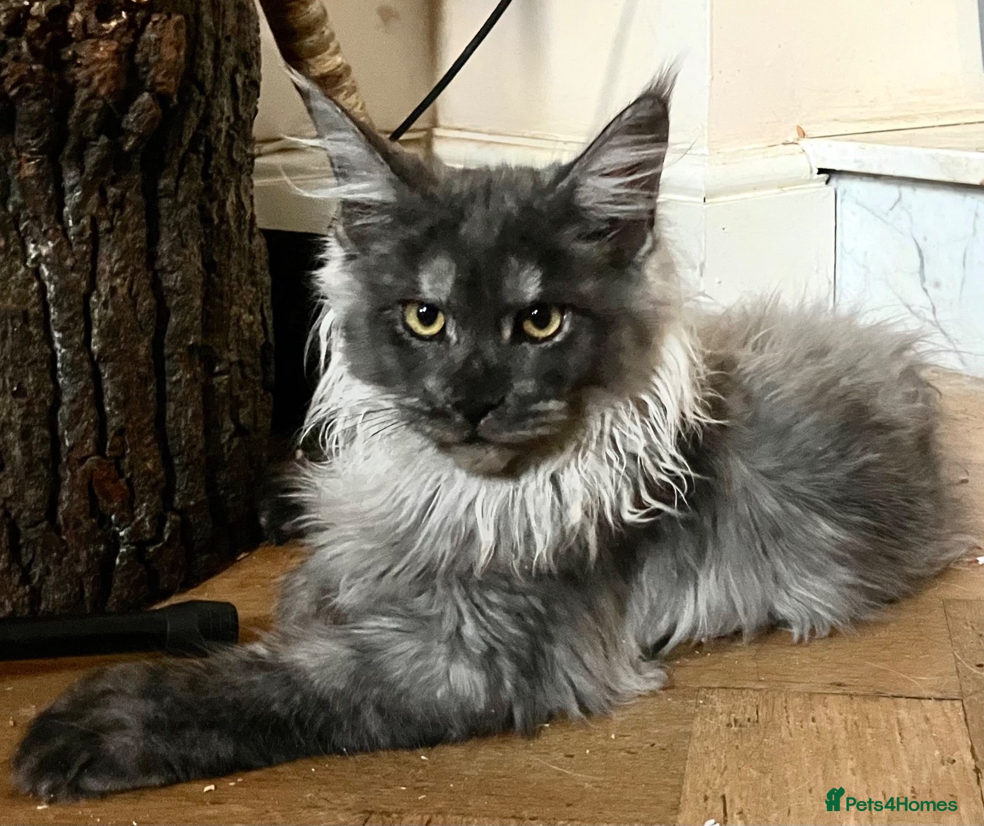 Maine Coon cats ⚜️ championline maine coon kittens ⚜️ polydactyl - Advert 1