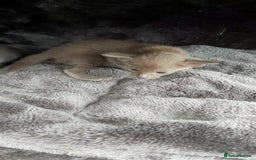 Oriental cats for sale: Full Pedigree Oriental 6 Kittens XL size ears GCCF - Image 20