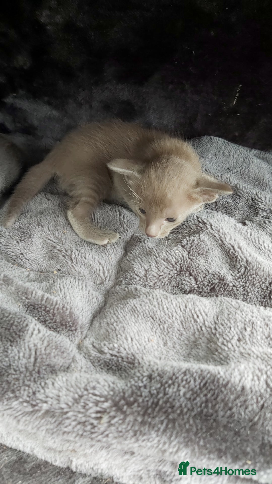 Oriental cats for sale: Full Pedigree Oriental 6 Kittens XL size ears GCCF - Image 20