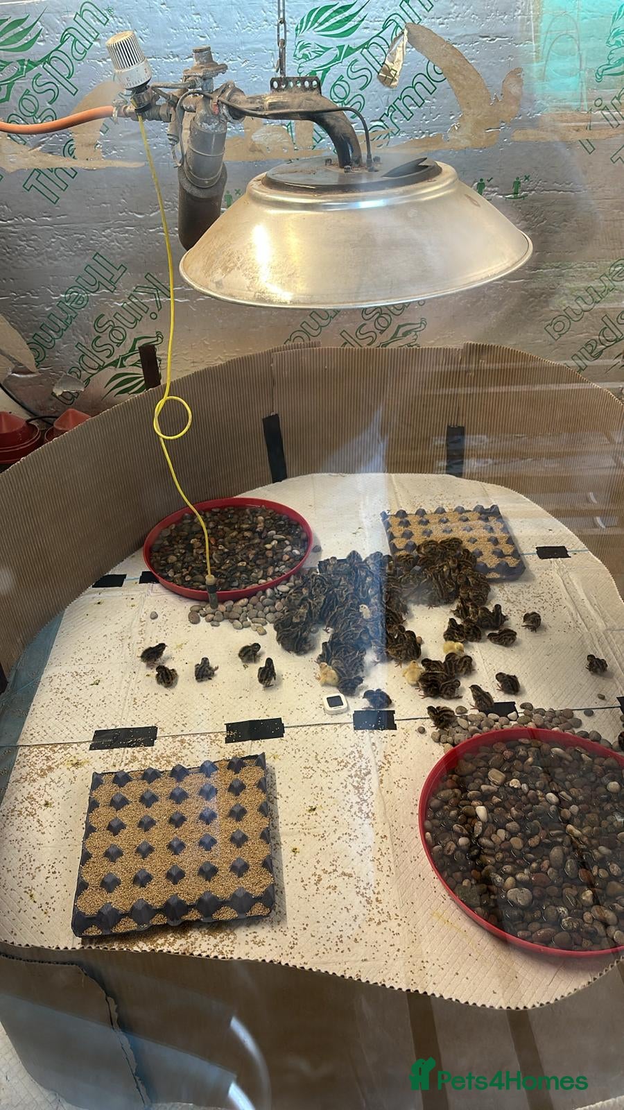 Mixed Breed birds For sale cortnix quail  - Advert 20