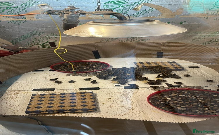 Mixed Breed birds - Advert 14