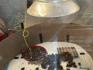 Mixed Breed birds - Advert 15