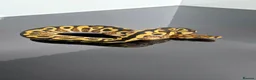 Python Snake reptiles for sale: Regius pythons/ ball pythos - Advert 6