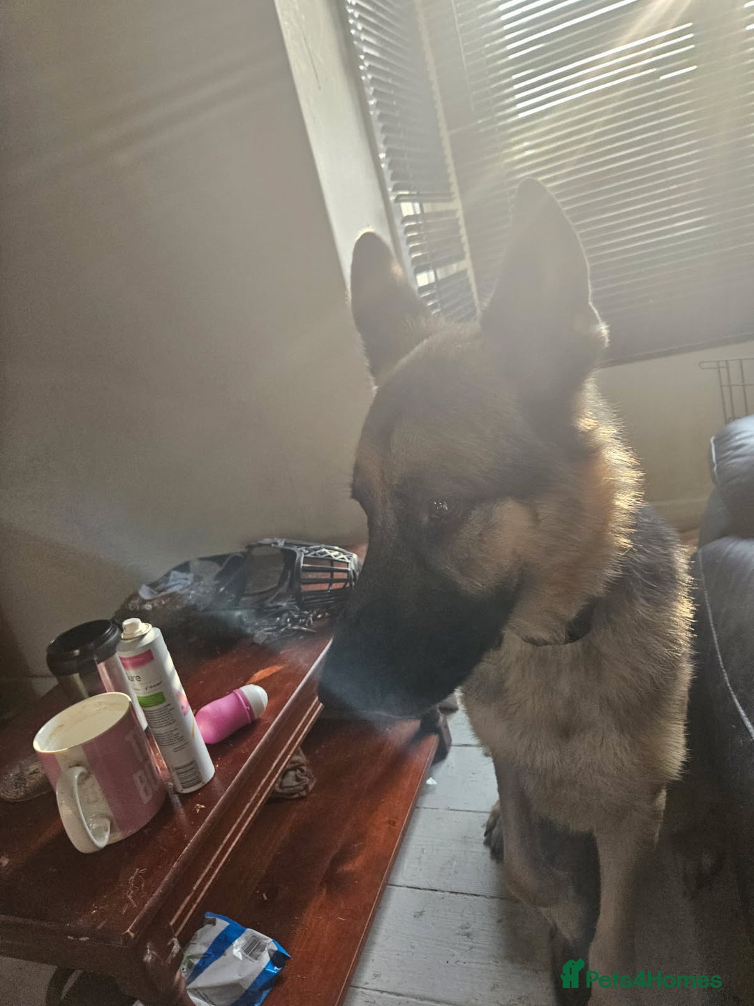 German Shepherd dogs for sale: Good dog - Image 5