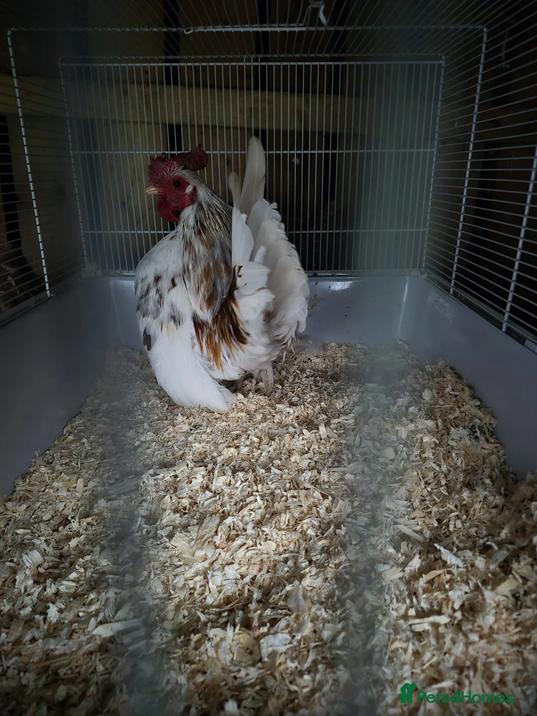Chickens poultry for sale: Beautiful pure bred serama cockerel in Honiton - Advert 2